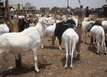 Tabaski à Conakry : la rareté des bétails inquiète vendeurs et acheteurs à quelques jours de la fête