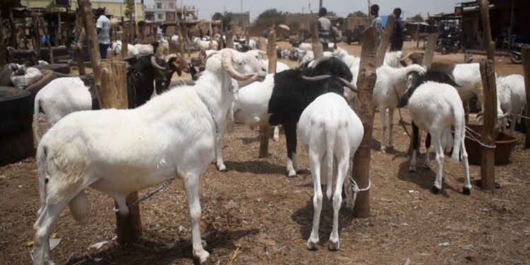 Tabaski à Conakry : la rareté des bétails inquiète vendeurs et acheteurs à quelques jours de la fête