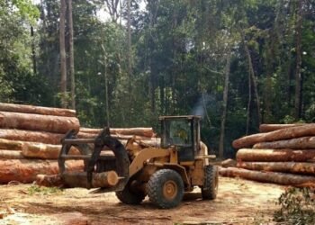 Guinée : le gouvernement suspend les activités de coupe, d&rsquo;importation et de transport du bois jusqu&rsquo;au 30 septembre 2026