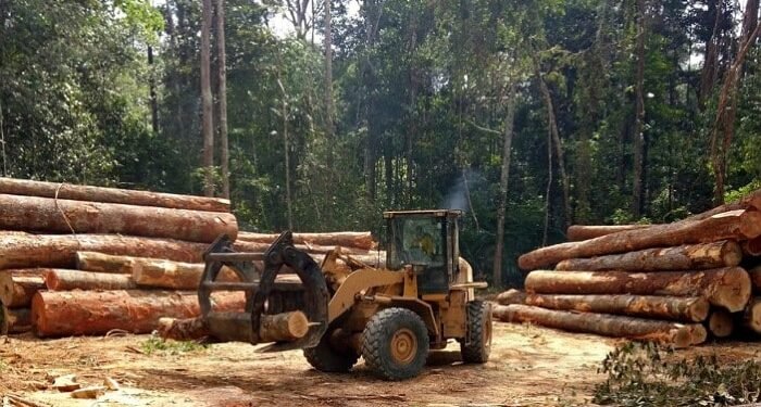 Guinée : le gouvernement suspend les activités de coupe, d&rsquo;importation et de transport du bois jusqu&rsquo;au 30 septembre 2026