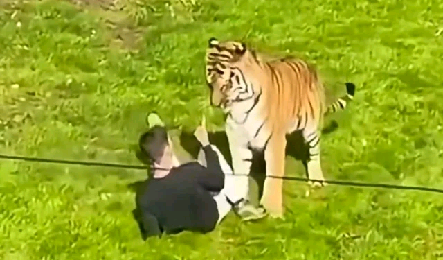 Angleterre : un homme meurt après être entré dans l’enclos des tigres d’un zoo